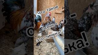 ПТИЧКА НЕ ЛИНЯЕТ 😳🐓