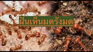 ฝันเห็นมดหรือรังมด        ทำนายว่า โดย ซันนี่