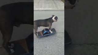 Pit bull cruises down street on electric skateboard