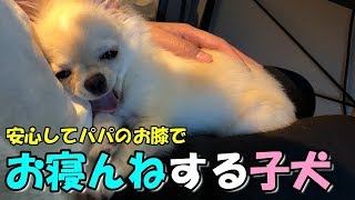 🔴安心してパパの膝でお昼寝する子犬チワワ【みるく】【可愛い】【dog】【puppy】【お昼寝】