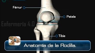 🌟ANATOMÍA DE LA RODILLA🌟