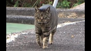 NAKAYOSHI 猫達Close cats：散歩付き合ったら朝ご飯にスープがついた