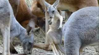 袋から出ちゃったカンガルーベビー