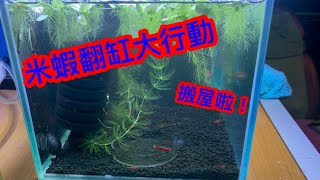 極火蝦翻缸大行動 | 搞一大輪原來為了牠？  | 看看翻缸注意事項不要像我犯錯了