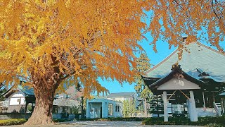 【星谷寺の大銀杏 (4K)】 神奈川県 座間市 November 30 and December 4, 2023 Ginkgo tree