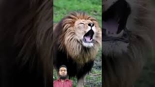 সিংহের গর্জন কি ভয়ঙ্কর #viral #shortvideos #video #cat #foryou