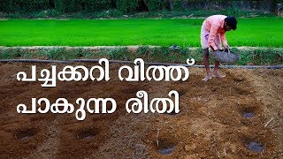 വിത്ത് തെരഞ്ഞെടുക്കലും നിലമൊരുക്കലും | Organic Cultivation | Sowing Tips