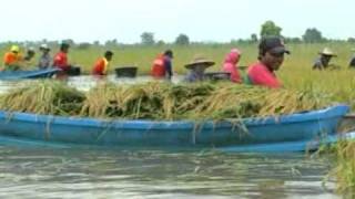 พิจิตรระดมเทือกเรือและชาวบ้านพายเรือเกี่ยวข้าว