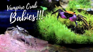 Breeding Vampire Crabs...We Have Babies!! ..Tank Update