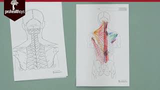 The best way to learn back muscles - drawing with Dr  Vizniak