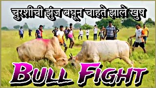 बैलांची झुंज 🐂 bail jhunj चुरशीची झुंज बघून चाहते झाले खुष #bullfightmaharashtra #झुंज #konkan