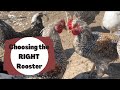 FARM UPDATE | How to Choose a Rooster