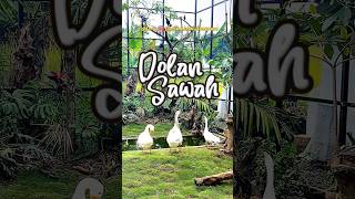 Dolan Sawah Salatiga ada yang haru lohhh