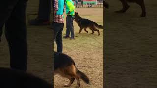 KCI German Shepherd Specialist Dog show || Long Coat Open Class Male  #shorts #trend #dog #dogshow