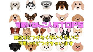 人気犬種ランキングＴＯＰ５