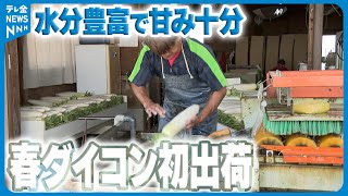 【初出荷】甘みがあってみずみずしい…JA小松市の「春ダイコン」