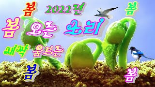 2022년 봄이오는 길 .새싹.  산수유꽃.  동백꽃 .  할미꽃