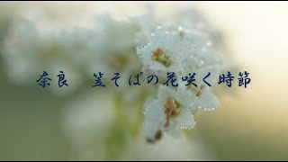 奈良　笠そばの花咲く時節