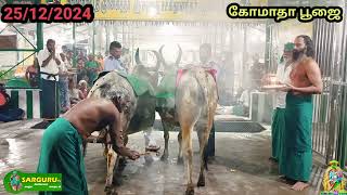 சற்குரு டிவி 25/12/2024 புதன்கிழமை கோமாதா பூஜை