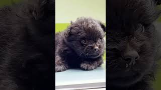 എന്നെ ഇങ്ങനെ കണ്ടാൽ അവർ പൊക്കുല്ലേ... #bruno #dogs #comedy #cutepuppy #trendingshorts #bruno #short