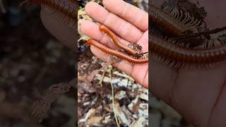 Menemukan millipede kaki seribu - short video #snailhunter