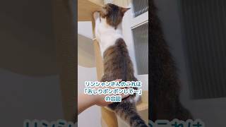 おしりポンポンしてたら猫が入れ替わってました　#shorts