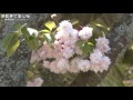 【散策物語】世界にひとつだけの桜「浄教寺てまり桜」 ～富山県小矢部市～