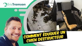 Comment éduquer un chien destructeur ?