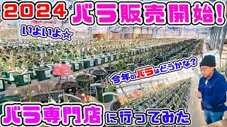 いよいよバラシーズン到来!【2024バラ販売開始!】今年のバラ販売がスタートします!【高木大輔さん】