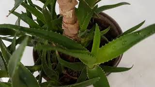 Aloe gulining parvarish qilinishi