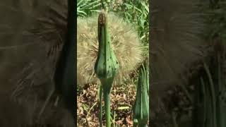 Big Dandelion