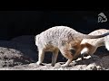 sleepy meerkat pup has a case of the mondays