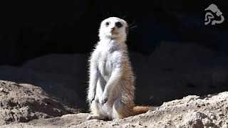 Sleepy Meerkat Pup Has A Case Of The Mondays