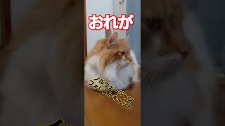 【おれが、ノルウェージャンフォレストキャット】 #cat #ねこ #catlover #instagram #ねこ動画 #cats #tiktok #保護猫