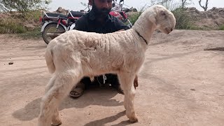 Narifarm ke Top Class Mundry Breed M Arif 03472752440