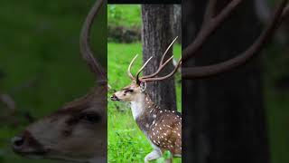 Spotted deer jungle forest