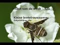 Insect van de Week 125: Kleine bretelrouwzwever