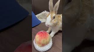 山梨の桃に出会ったうさぎ　Rabbit meets peach🍑