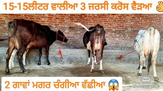 15-15ਲੀਟਰ ਵਾਲੀਆ 3 ਜਰਸੀ ਕਰੋਸ ਗਾਵਾਂ ਵੀਕਾਓ। cows for sale/vadiya farm/13-12-22