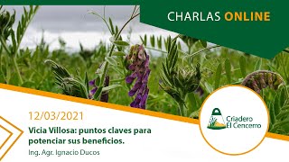 Vicia Villosa: claves para potenciar sus beneficios - Criadero El Cencerro - Ing. Agr. Ignacio Ducos