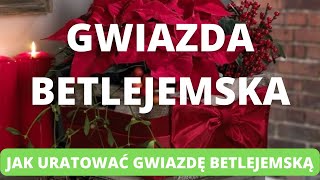 Jak uratować gwiazdę betlejemską? Prosty sposób w 3 minuty.