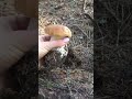 funghi porcini boletus mushroom