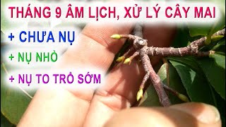 tháng 9 âm - cách xử lý cây mai chưa có nụ - nụ nhỏ - nụ to sợ trổ sớm