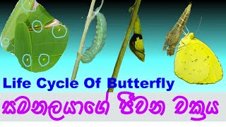 Life cycle of a butterfly සමනලයාගේ ජීවන චක්‍රය #Guruthumi #science #education #butterfly #life_cycle