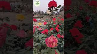 BEAUTIFUL ROSE FLOWERS #shorts#shortsfeed #shortsbeta#gardening#ytshorts