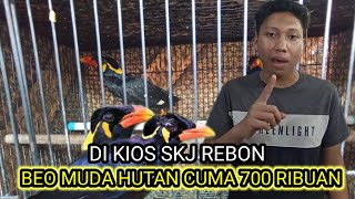 update.harga burung beo di kios skj rebon.pasar burung pramuka.