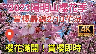 2023陽明山櫻花季！賞櫻最前線2023/2/13花況！櫻花滿開！賞櫻即時！