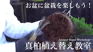 盆栽技術動画・真柏盆栽の植え替え