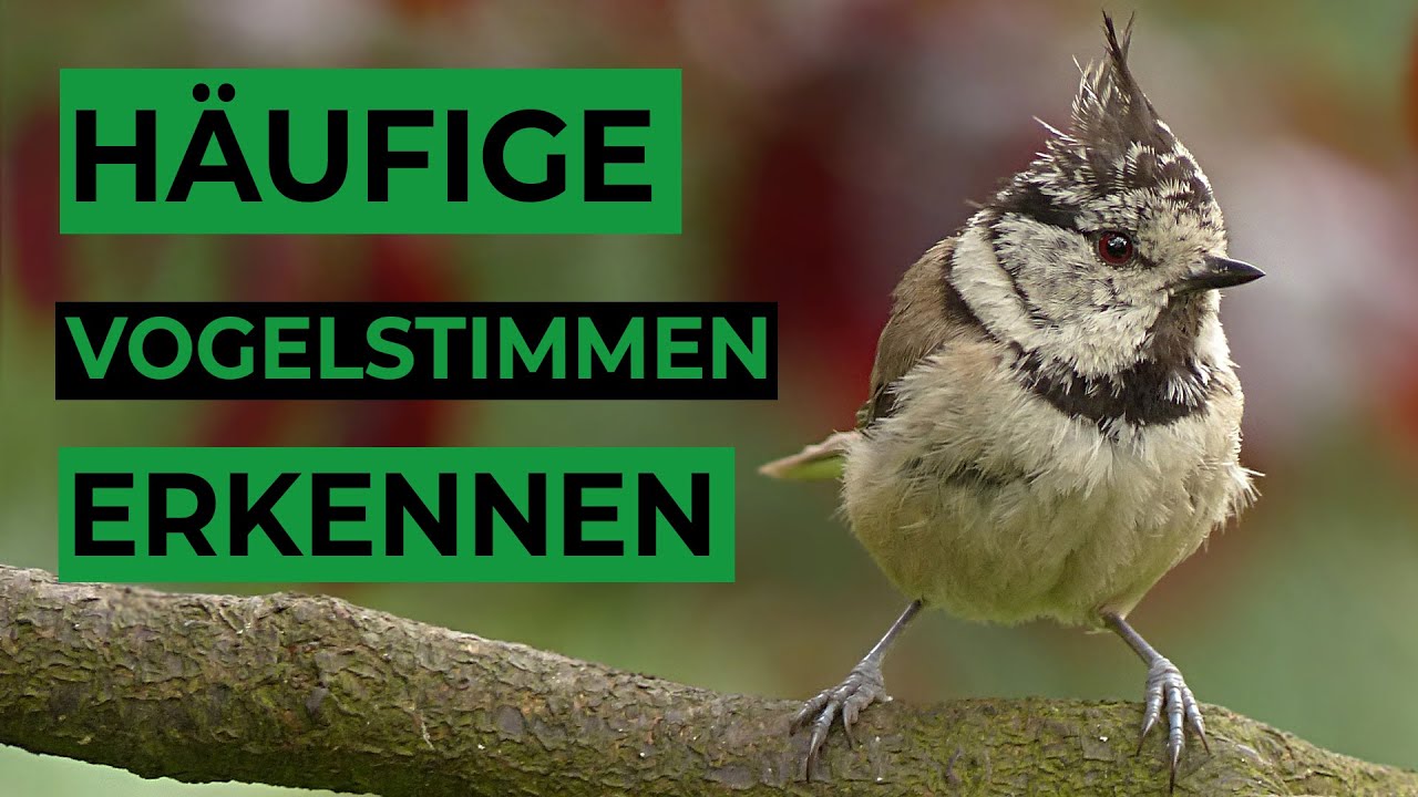 5 Häufige Vogelstimmen Lernen - YouTube