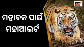 Tiger Fear At Keonjhar |ନିଦ ହଜାଇଲାଣି ବାଘ |Ghatagaonରେ ମଇଁଷି ମାରି ଖାଇଲା Bengal Tiger |Local News